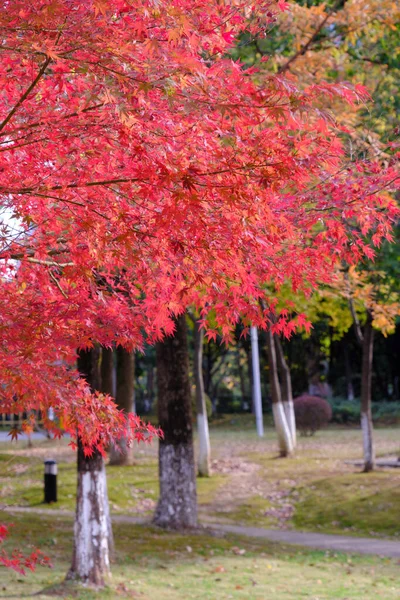 Jesienna Sceneria Yuehu Park Wuhan Hubei Chiny — Zdjęcie stockowe