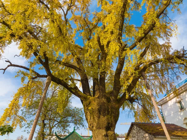 Paisaje Otoñal Del Parque Árboles Hanyang Wuhan Hubei — Foto de Stock