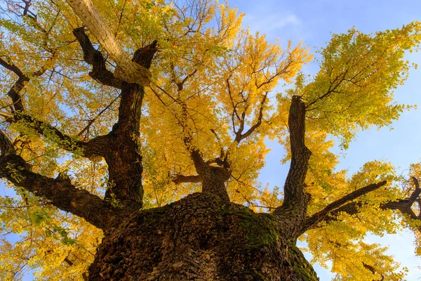 Paisaje Otoñal Del Parque Árboles Hanyang Wuhan Hubei — Foto de Stock