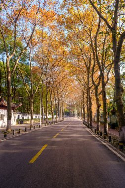 Hubei Wuhan Doğu Gölü Sahnesi Sonbahar Sonbaharı Sahnesi
