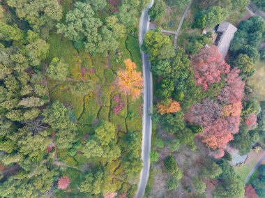 Hubei Wuhan Doğu Gölü Sahnesi Sonbahar Sonbaharı Sahnesi