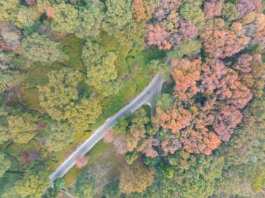 Hubei Wuhan Doğu Gölü Sahnesi Sonbahar Sonbaharı Sahnesi