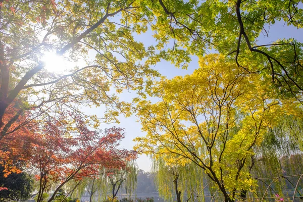 Hubei Wuhan East Lake Scenic Area Late Autumn Scenery — стокове фото