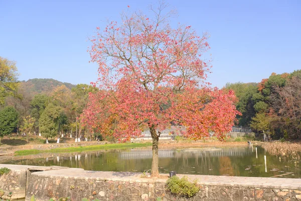 Hubei ทะเลสาบตะว นออก วงปลายฤด ใบไม — ภาพถ่ายสต็อก