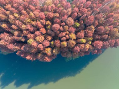 Hubei Wuhan Doğu Gölü Sahnesi Sonbahar Sonbaharı Sahnesi