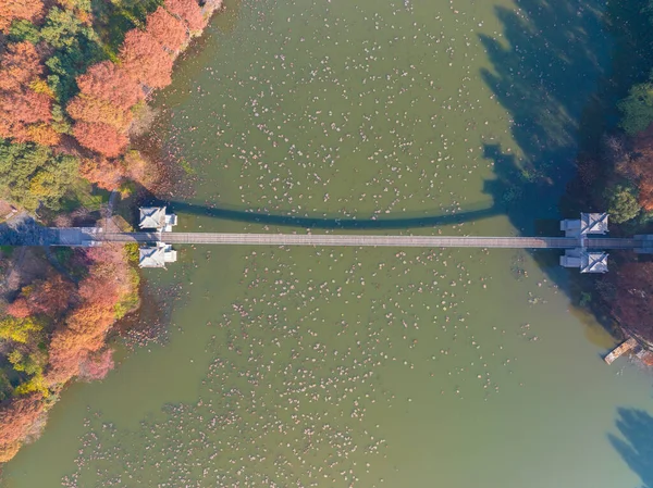 Hubei Wuhan East Lake Scenic Area Późna Jesienna Sceneria — Zdjęcie stockowe