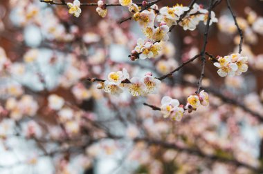 Bahar başlarında Hubei, Wuhan 'daki East Lake Plum Garden' da erik çiçekleri açar.