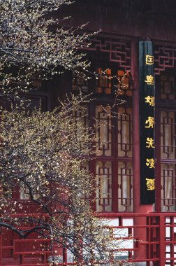 Bahar başlarında Hubei, Wuhan 'daki East Lake Plum Garden' da erik çiçekleri açar.