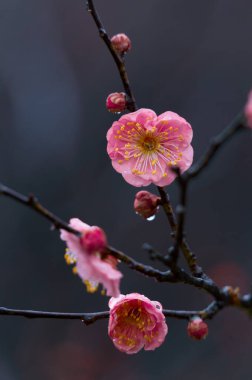 Bahar başlarında Hubei, Wuhan 'daki East Lake Plum Garden' da erik çiçekleri açar.