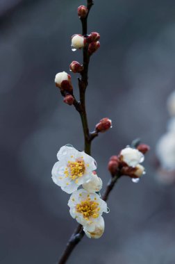 Bahar başlarında Hubei, Wuhan 'daki East Lake Plum Garden' da erik çiçekleri açar.