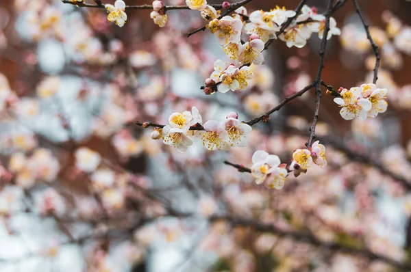 Flores Ciruelo Florecen Principios Primavera East Lake Plum Garden Wuhan —  Fotos de Stock