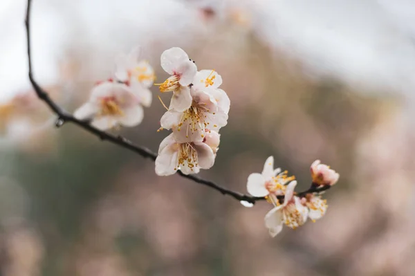 Flores Ciruelo Florecen Principios Primavera East Lake Plum Garden Wuhan —  Fotos de Stock