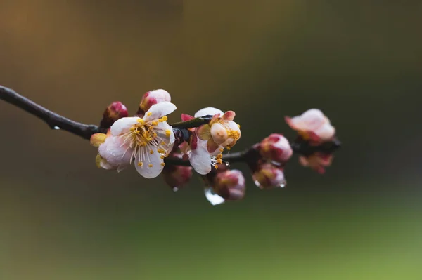 Flores Ciruelo Florecen Principios Primavera East Lake Plum Garden Wuhan — Foto de Stock