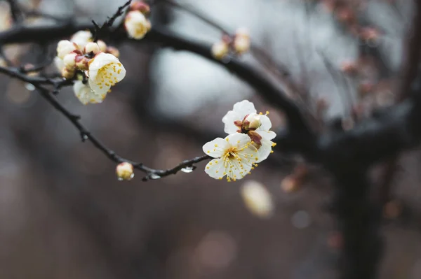 Szilvavirág Virágzik Kora Tavasszal East Lake Plum Garden Wuhan Hubei — Stock Fotó