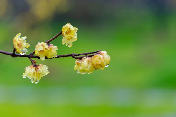 Pflaumenblüten Blühen Frühen Frühling East Lake Plum Garden Wuhan Hubei — Stockfoto