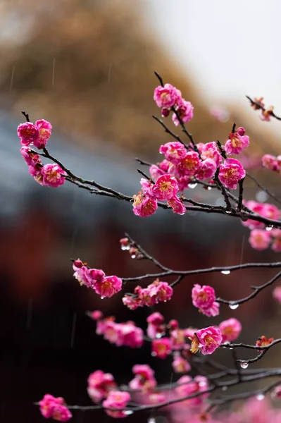 Pflaumenblüten Blühen Frühen Frühling East Lake Plum Garden Wuhan Hubei — Stockfoto