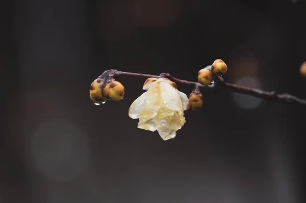 湖北武汉市东湖梅园早春梅花盛开 — 图库照片