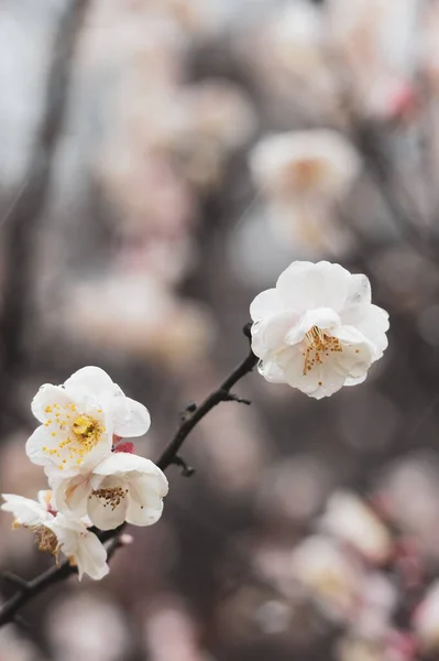 Flores Ameixa Florescem Início Primavera East Lake Plum Garden Wuhan — Fotografia de Stock