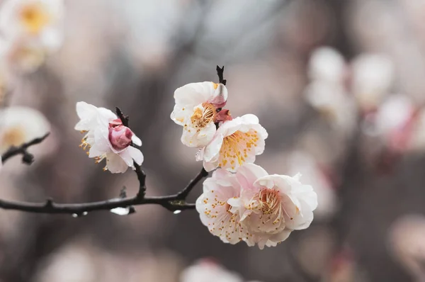 Fleurs Prunier Fleurissent Début Printemps Dans East Lake Plum Garden — Photo