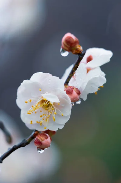 Pflaumenblüten Blühen Frühen Frühling East Lake Plum Garden Wuhan Hubei — Stockfoto