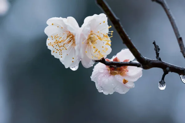 Flores Ciruelo Florecen Principios Primavera East Lake Plum Garden Wuhan —  Fotos de Stock