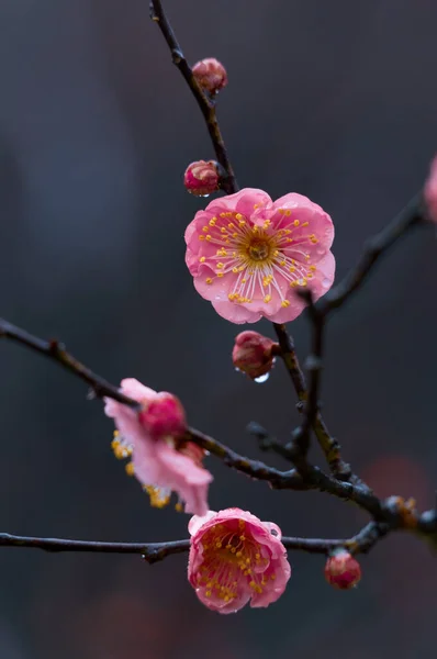 Pruimenbloesems Bloeien Het Vroege Voorjaar East Lake Plum Garden Wuhan — Stockfoto