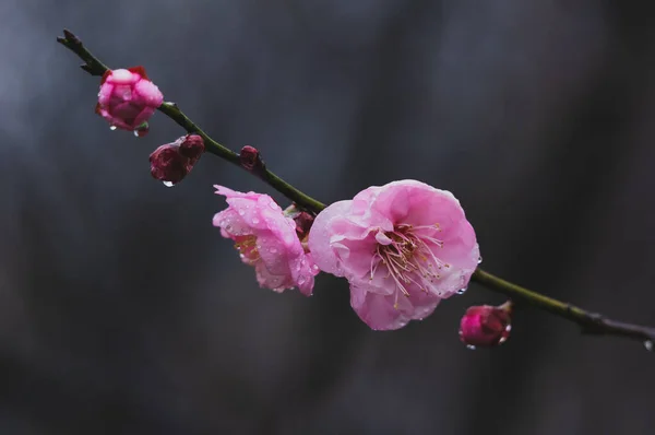 Flores Ameixa Florescem Início Primavera East Lake Plum Garden Wuhan — Fotografia de Stock