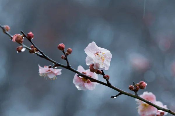 Fleurs Prunier Fleurissent Début Printemps Dans East Lake Plum Garden — Photo