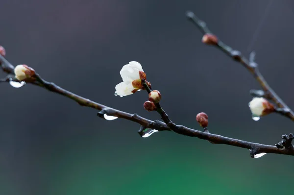 Fiori Prugna Fioriscono All Inizio Della Primavera Nel Giardino Delle — Foto Stock