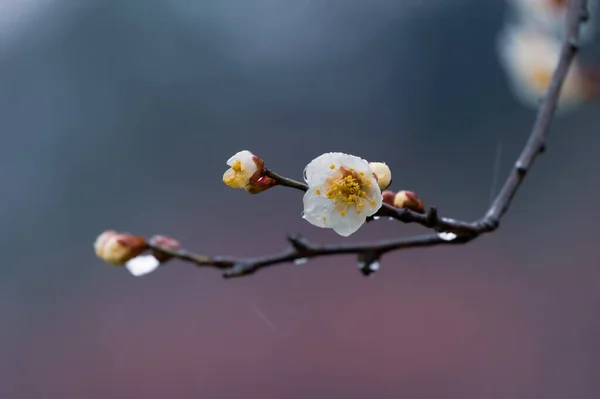 湖北省武漢市の東湖梅園で早春に咲く梅 — ストック写真