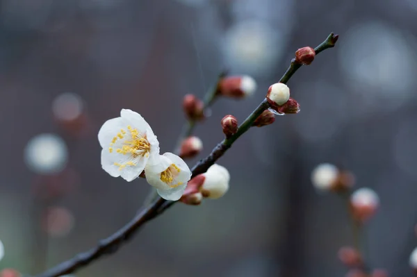 Flores Ciruelo Florecen Principios Primavera East Lake Plum Garden Wuhan —  Fotos de Stock