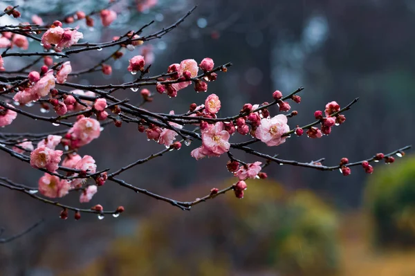 Цветение Сливы Начале Весны Восточном Озере Сливовый Сад Ухане Хубэй — стоковое фото