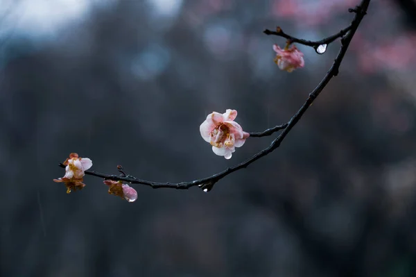 Plommeblomster Blomstrer Tidlig Våren East Lake Plum Garden Wuhan Hubei – stockfoto