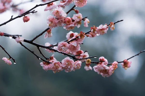 Plum Blossoms Bloom Early Spring East Lake Plum Garden Wuhan — Stock Photo, Image