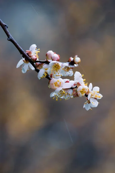 Fleurs Prunier Fleurissent Début Printemps Dans East Lake Plum Garden — Photo