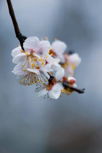 Flores Ciruelo Florecen Principios Primavera East Lake Plum Garden Wuhan — Foto de Stock