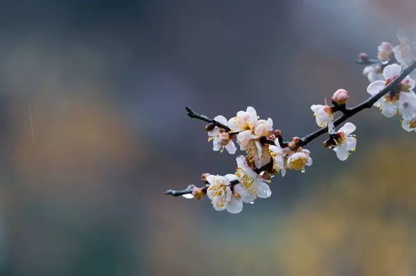 Fleurs Prunier Fleurissent Début Printemps Dans East Lake Plum Garden — Photo