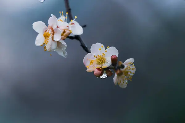 Цветение Сливы Начале Весны Восточном Озере Сливовый Сад Ухане Хубэй — стоковое фото