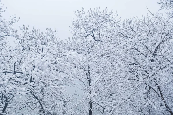 湖北武汉市东湖莫山风景区冬季雪景 — 图库照片