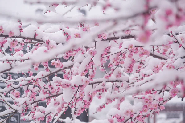 Pflaumenblüten Schnee East Lake Scenic Area Wuhan Hubei — Stockfoto