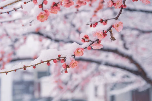 湖北武汉东湖风景区雪地中的李花 — 图库照片