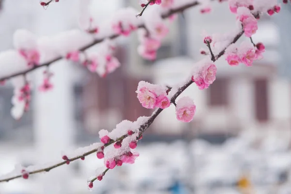 Pruimenbloesems Sneeuw East Lake Scenic Area Wuhan Hubei — Stockfoto