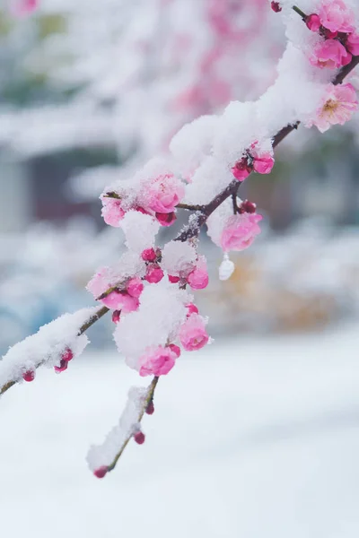 Pflaumenblüten Schnee East Lake Scenic Area Wuhan Hubei — Stockfoto