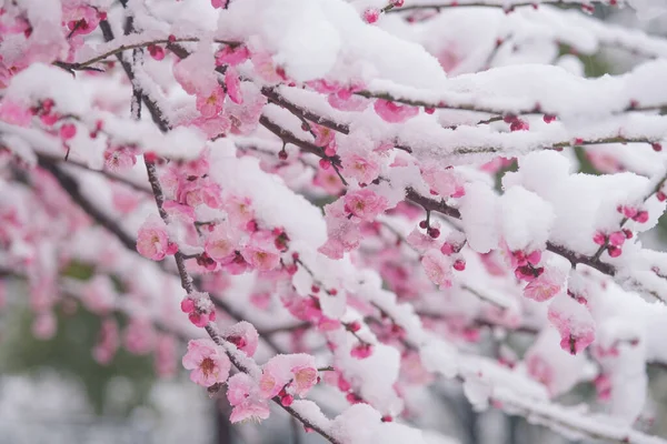 Fiori Prugna Nella Neve Nella Zona Panoramica Del Lago Orientale — Foto Stock