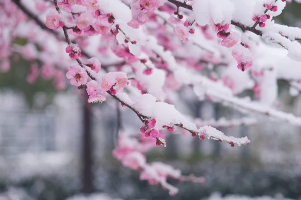 湖北武汉东湖风景区雪地中的李花 — 图库照片