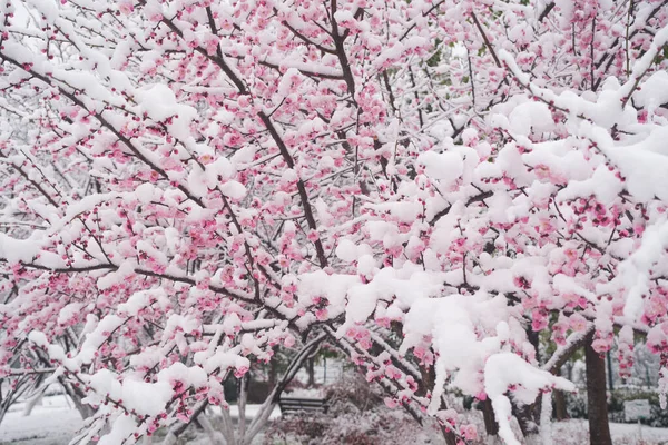 Des Pruniers Fleurissent Dans Neige East Lake Scenic Area Wuhan — Photo