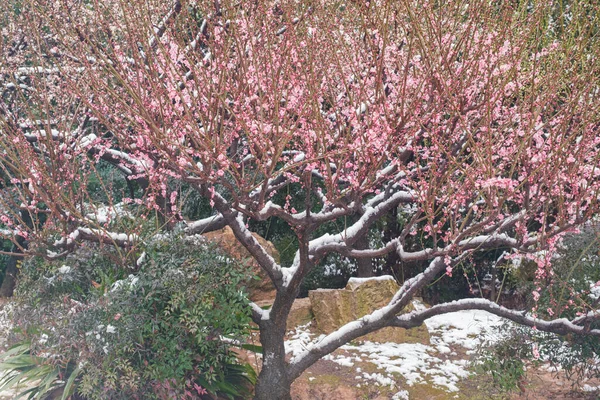 湖北武汉东湖风景区雪地中的李花 — 图库照片