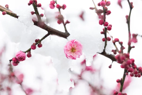 Plommon Blommar Snö East Lake Scenic Area Wuhan Hubei — Stockfoto