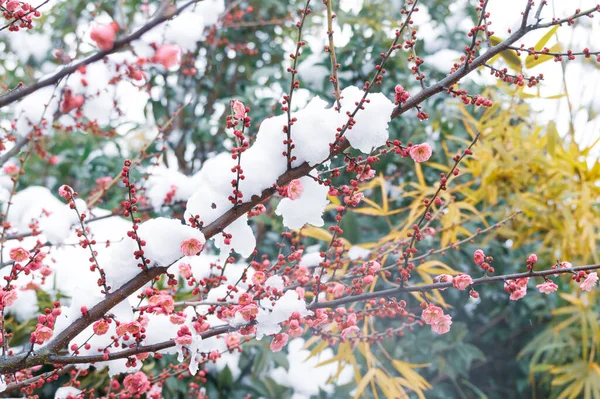 Pflaumenblüten Schnee East Lake Scenic Area Wuhan Hubei — Stockfoto