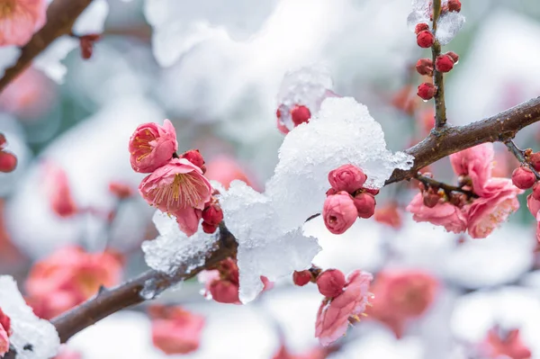 Fiori Prugna Nella Neve Nella Zona Panoramica Del Lago Orientale — Foto Stock